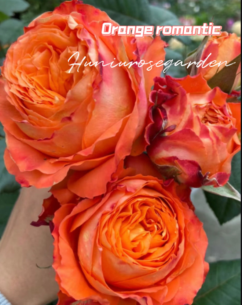 Orange romantic