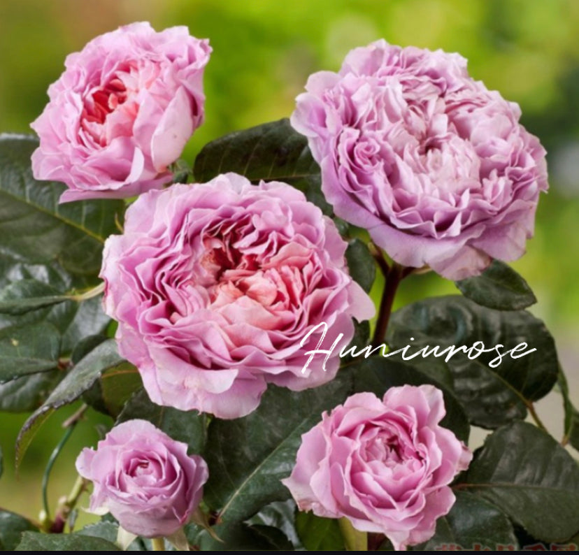 Germany Tantau Eisvogel rose