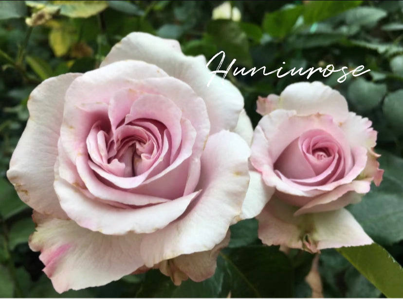 Patchouli cutting rose