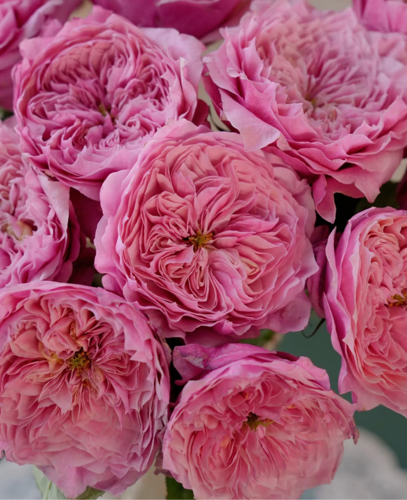 Japanese rare cuttings rose Weizifu
