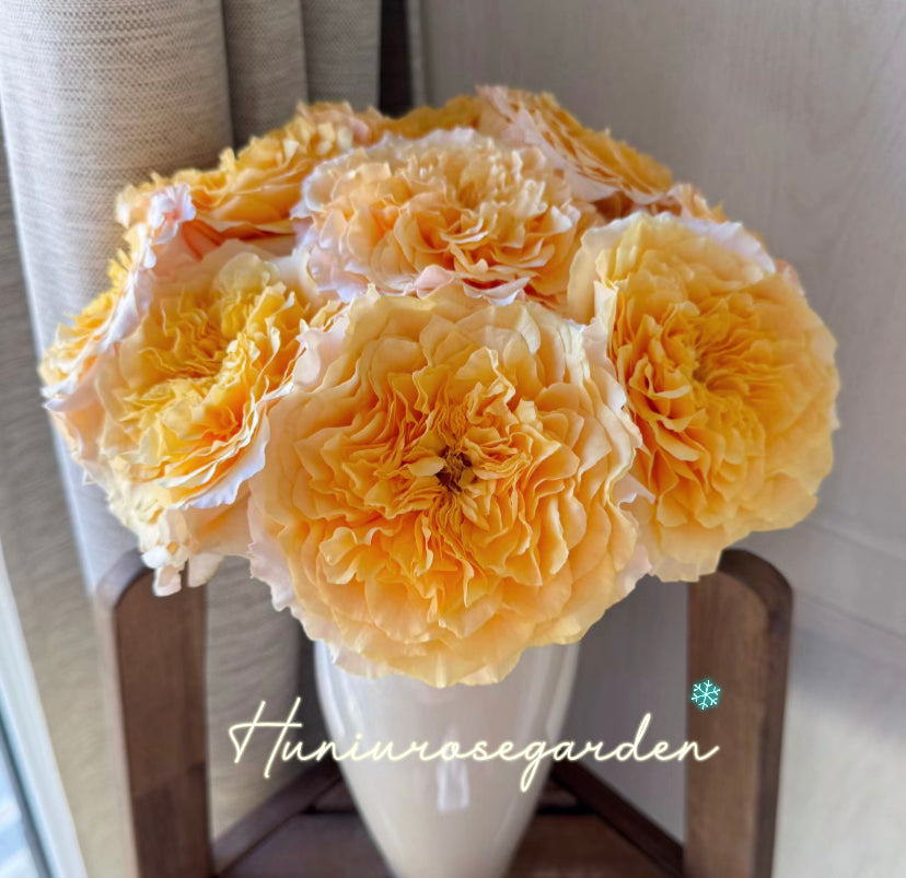 Campanella peach big cutting rose