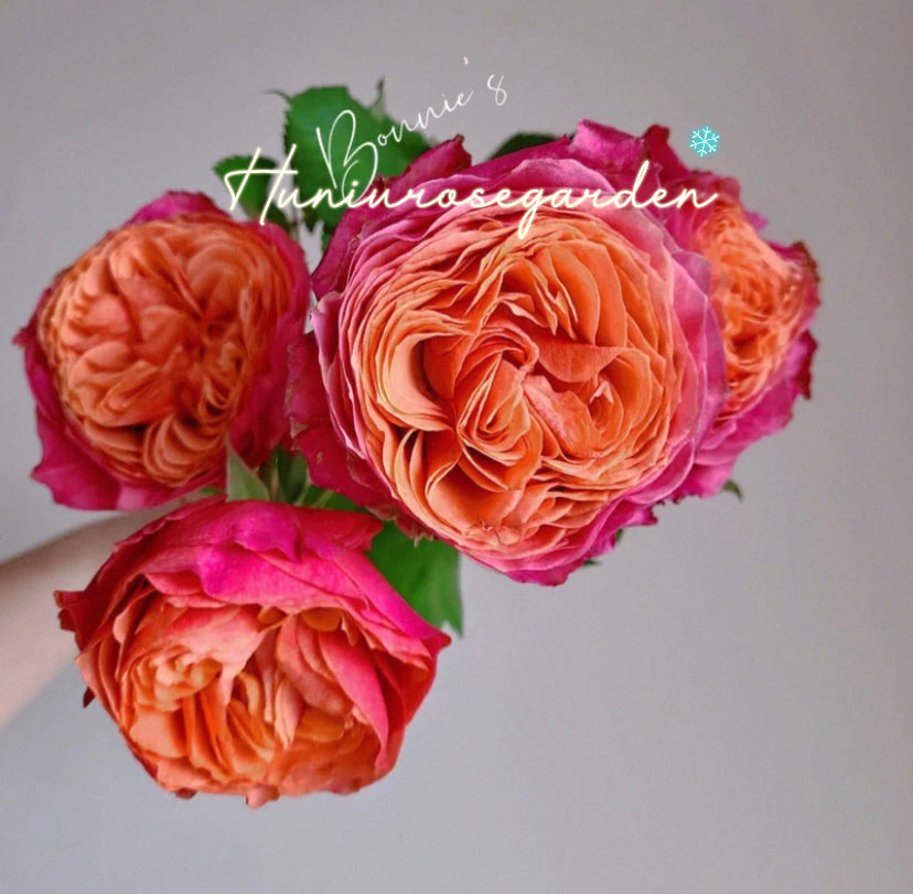 Richmond hill garden cutting rose