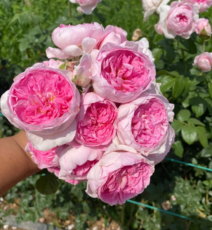 Japanese rose Mon coeur