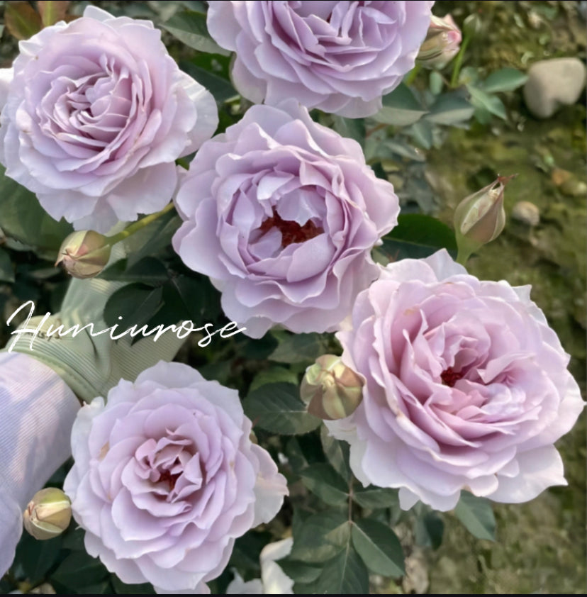 Jise Asia rose