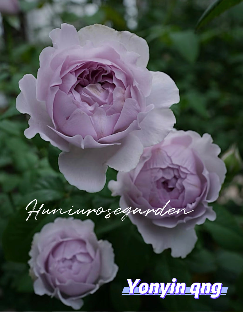 Yinyin Qing Asia rose