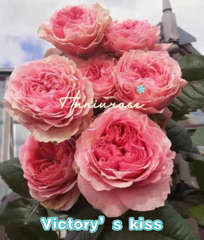 Victory’s kiss cutting rose