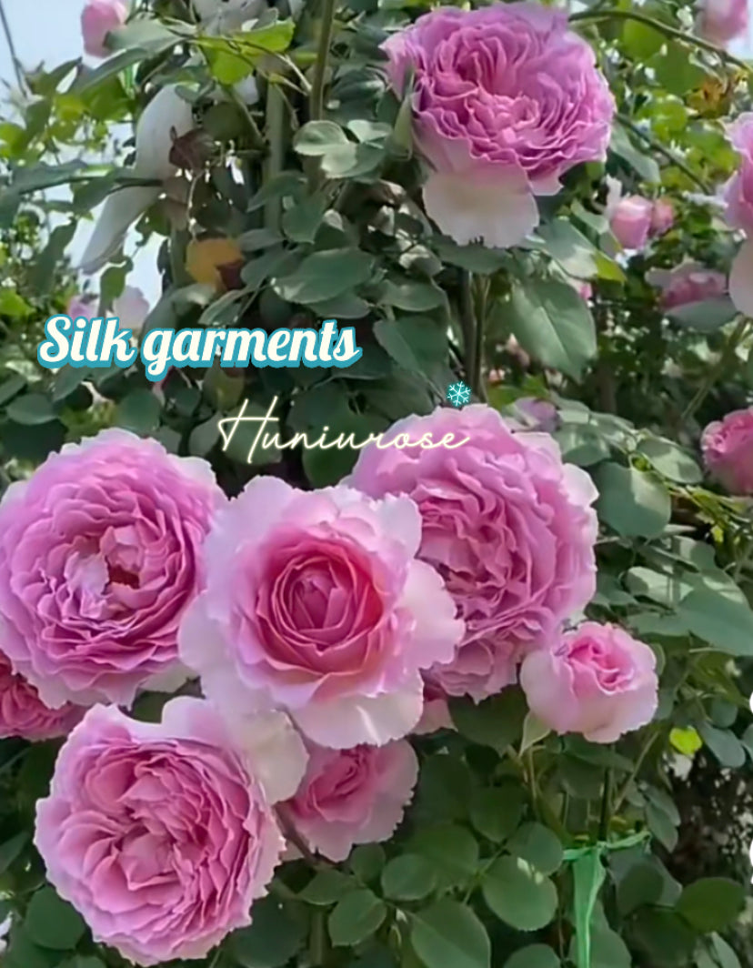 Silk garments thornless climbing rose