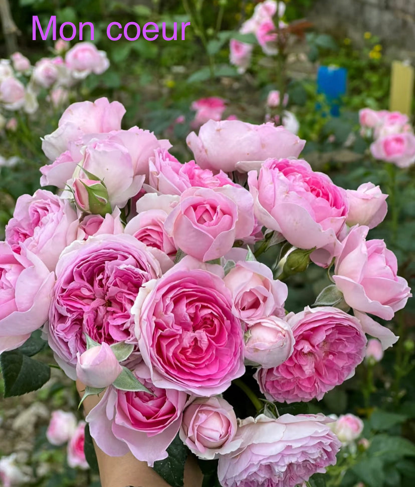 Japanese rose varieties preorder