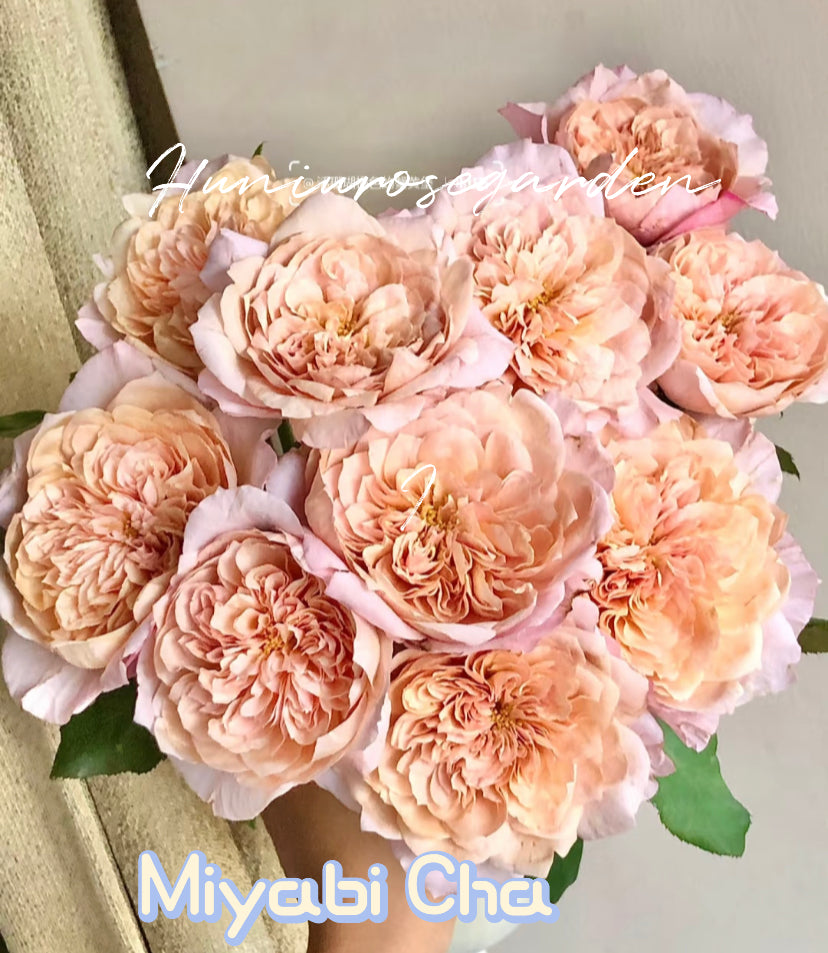 Miyabi cha Japanese cutting rose