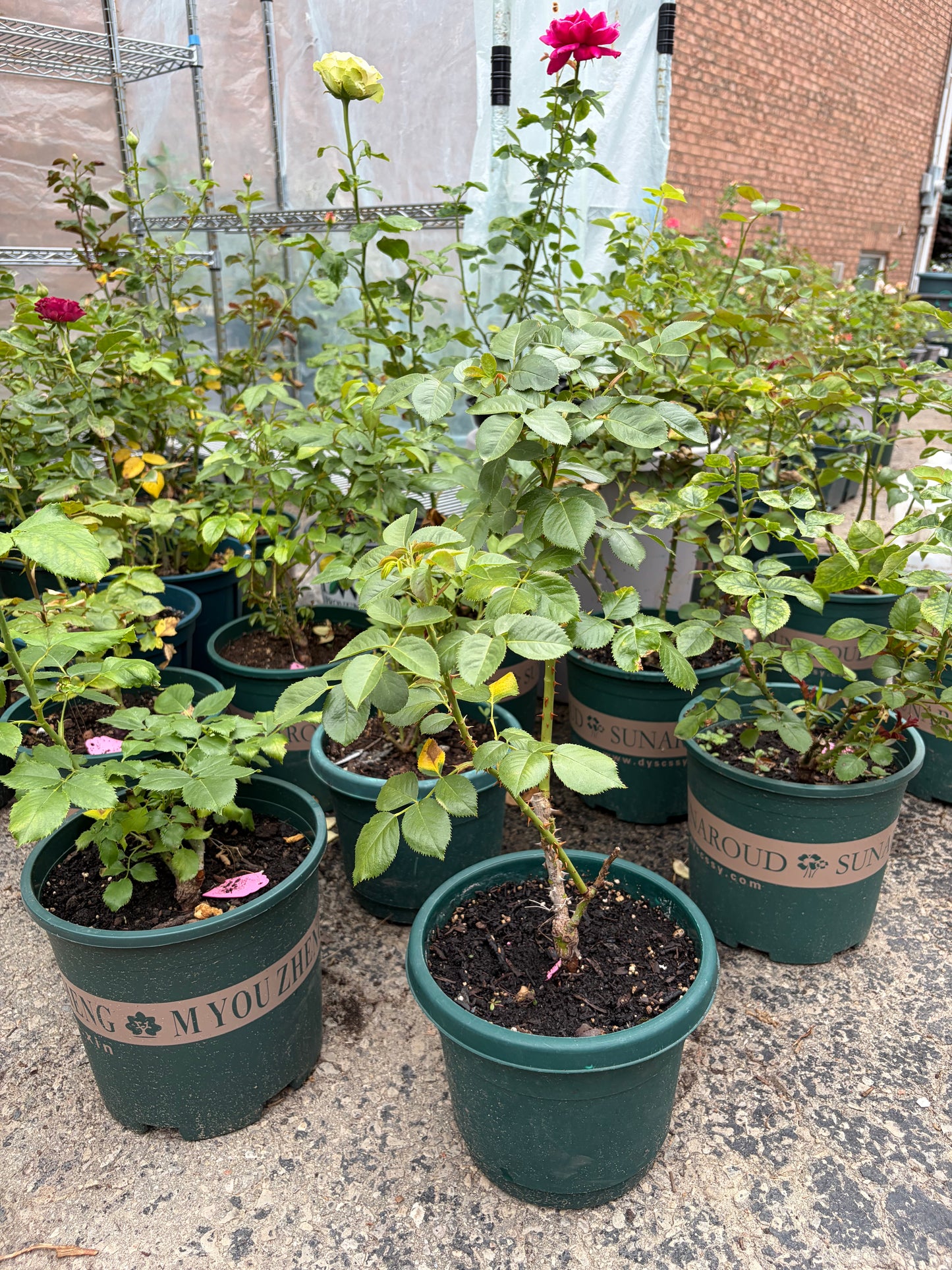 2026 new varieties Victory’s pink