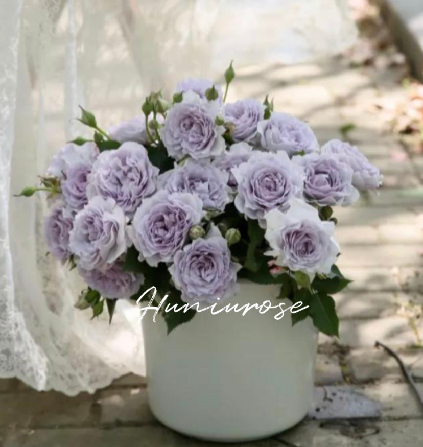 Jise Asia rose
