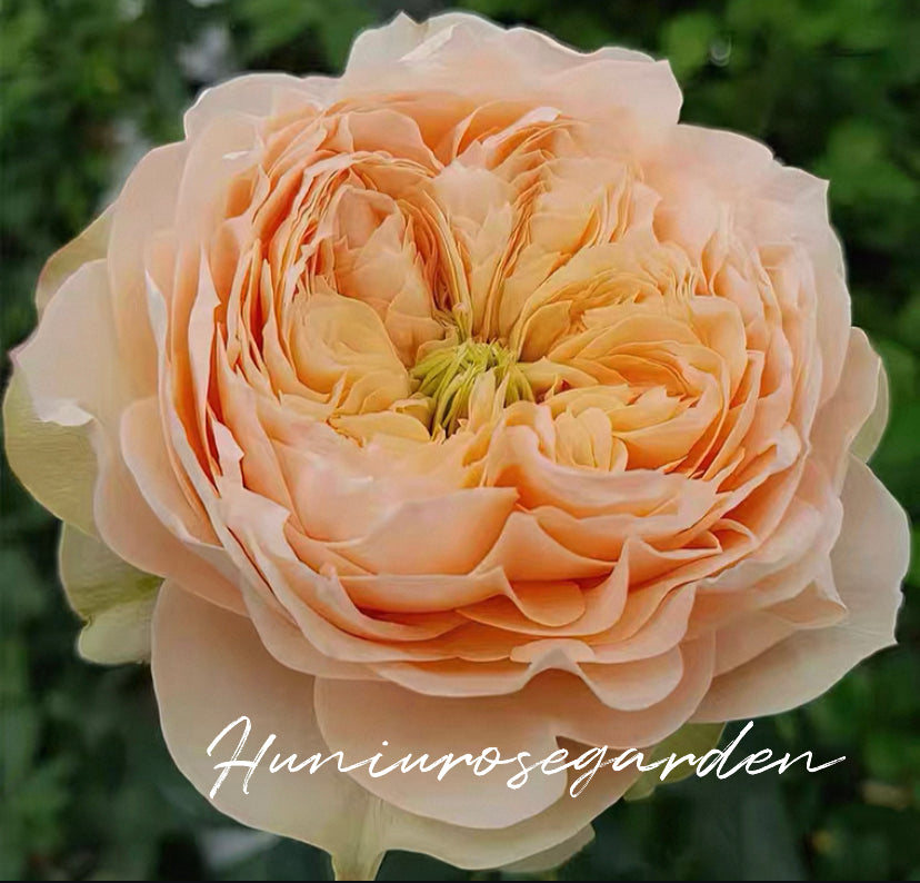 New!!! Sweet Harper cutting rose