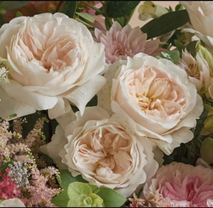Wedding cutting rose Purity DA