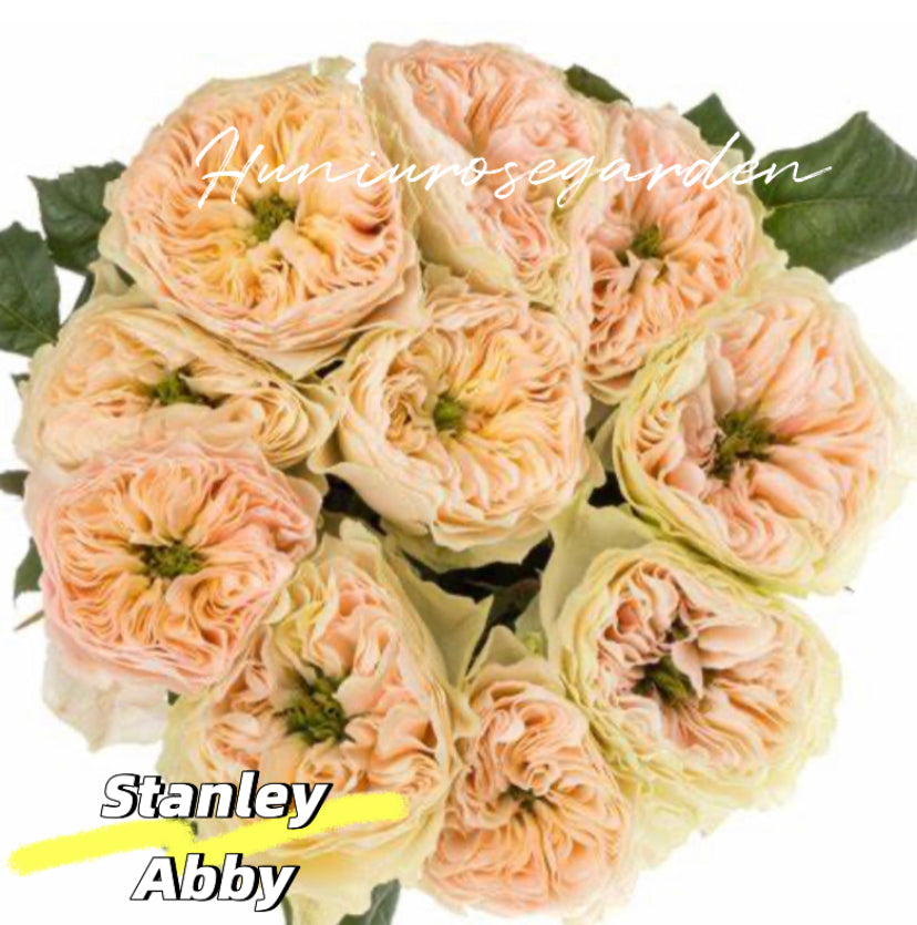 Stanley Abby Wans cutting rose