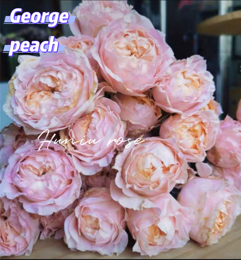 George peach cutting rose