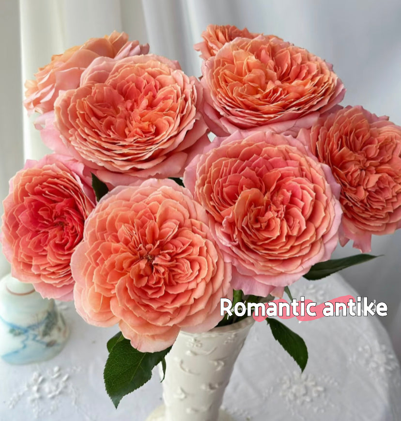 Romantic antike rose