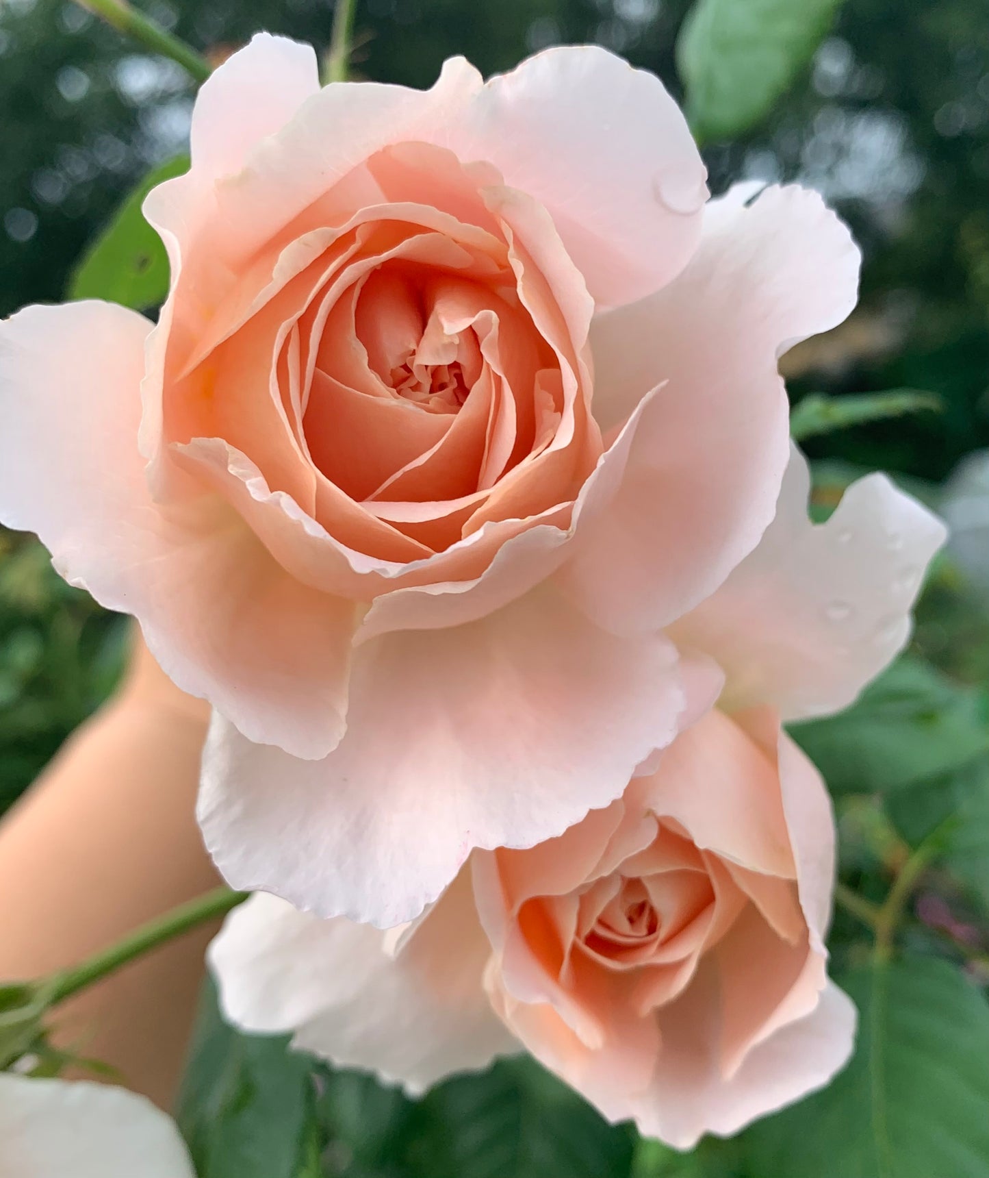 David Austin Rose Evelyn