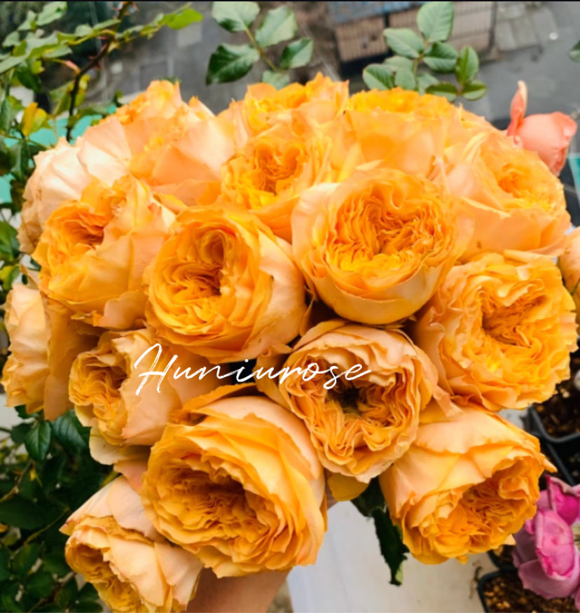 Golden vuvuzela cutting rose