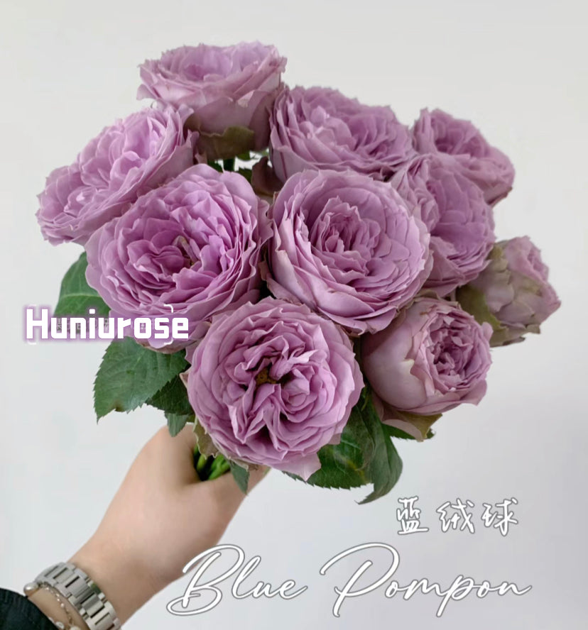 Thornless rose Germany Koders Blue pompon