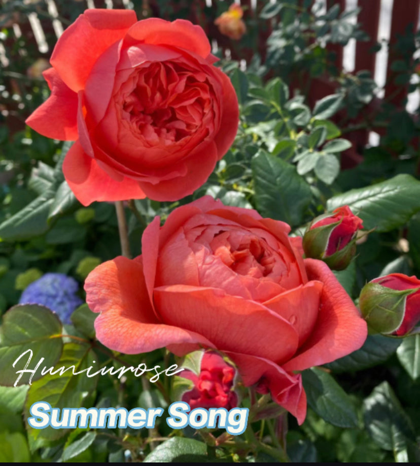 David Austin Summer Song rose in July