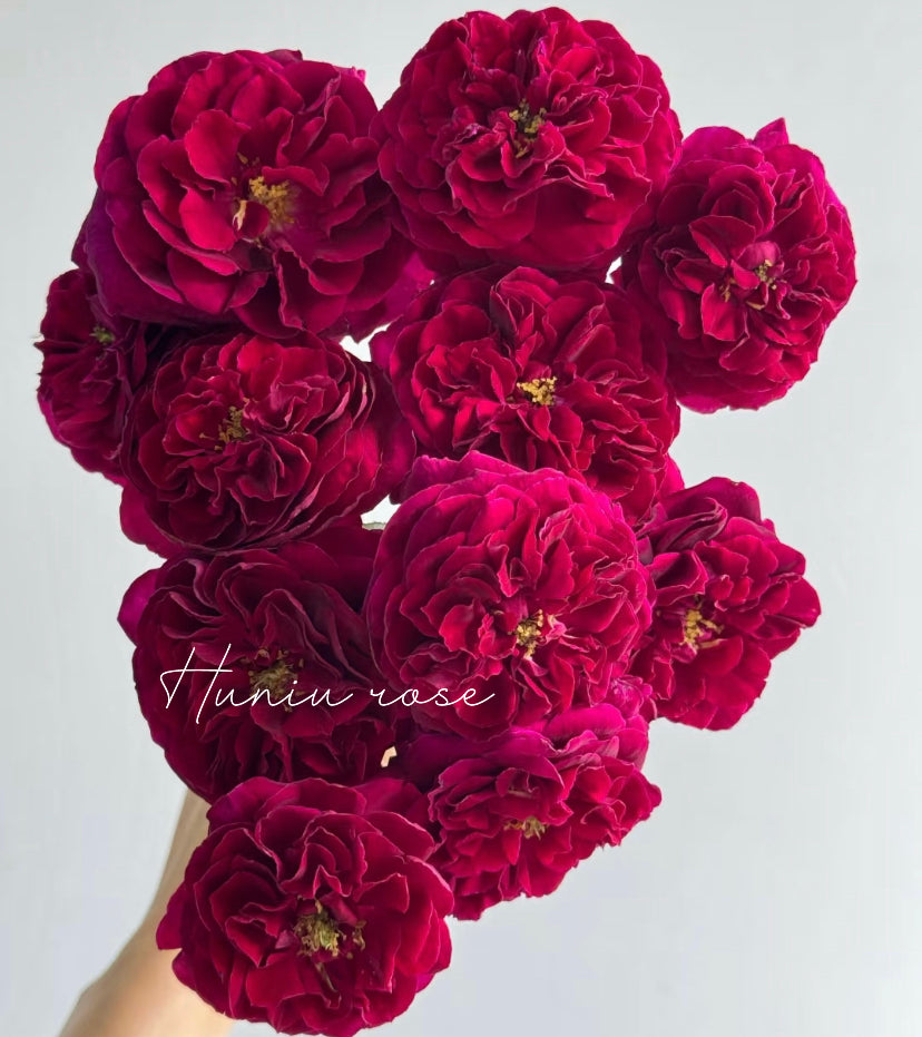 Royal place Japanese rose皇宫