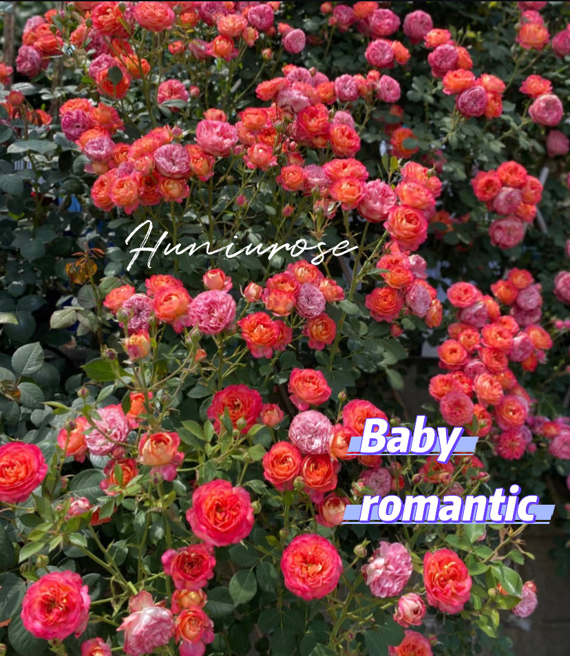 Baby romantic climbing rose meilland