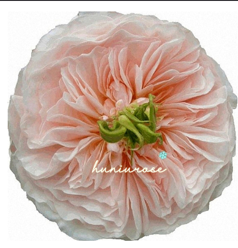 Charity rose English cutting rose