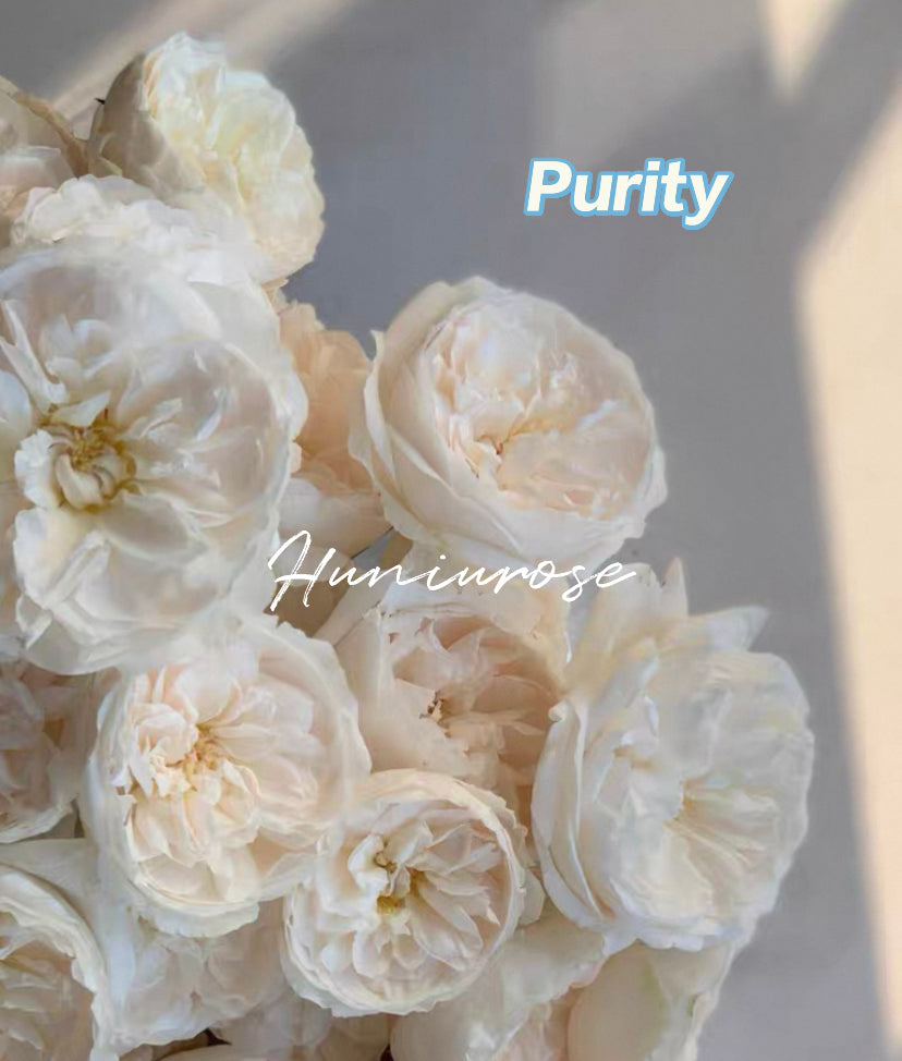 Wedding cutting rose Purity DA