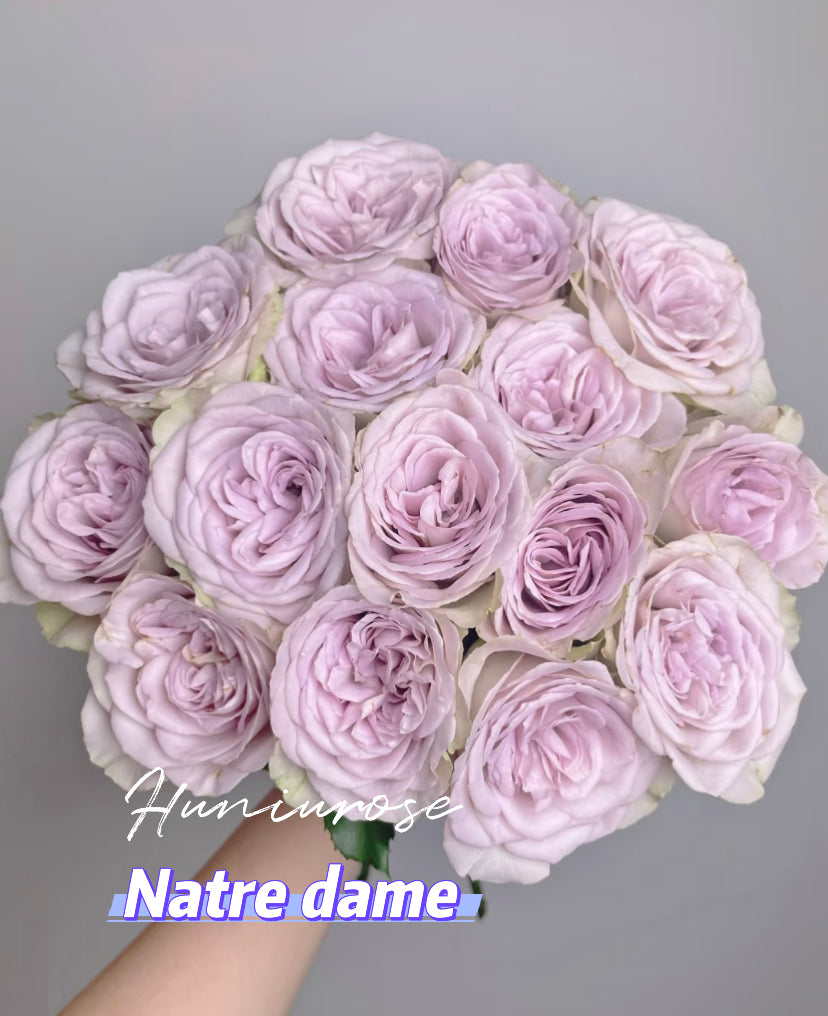 Cutting rose Natre dame