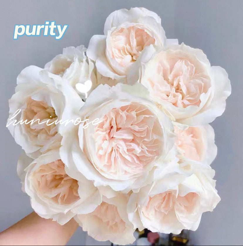 Wedding cutting rose Purity DA