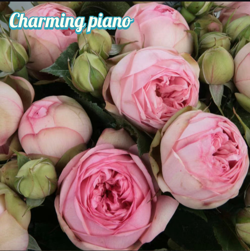Charming piano Germany Tantau