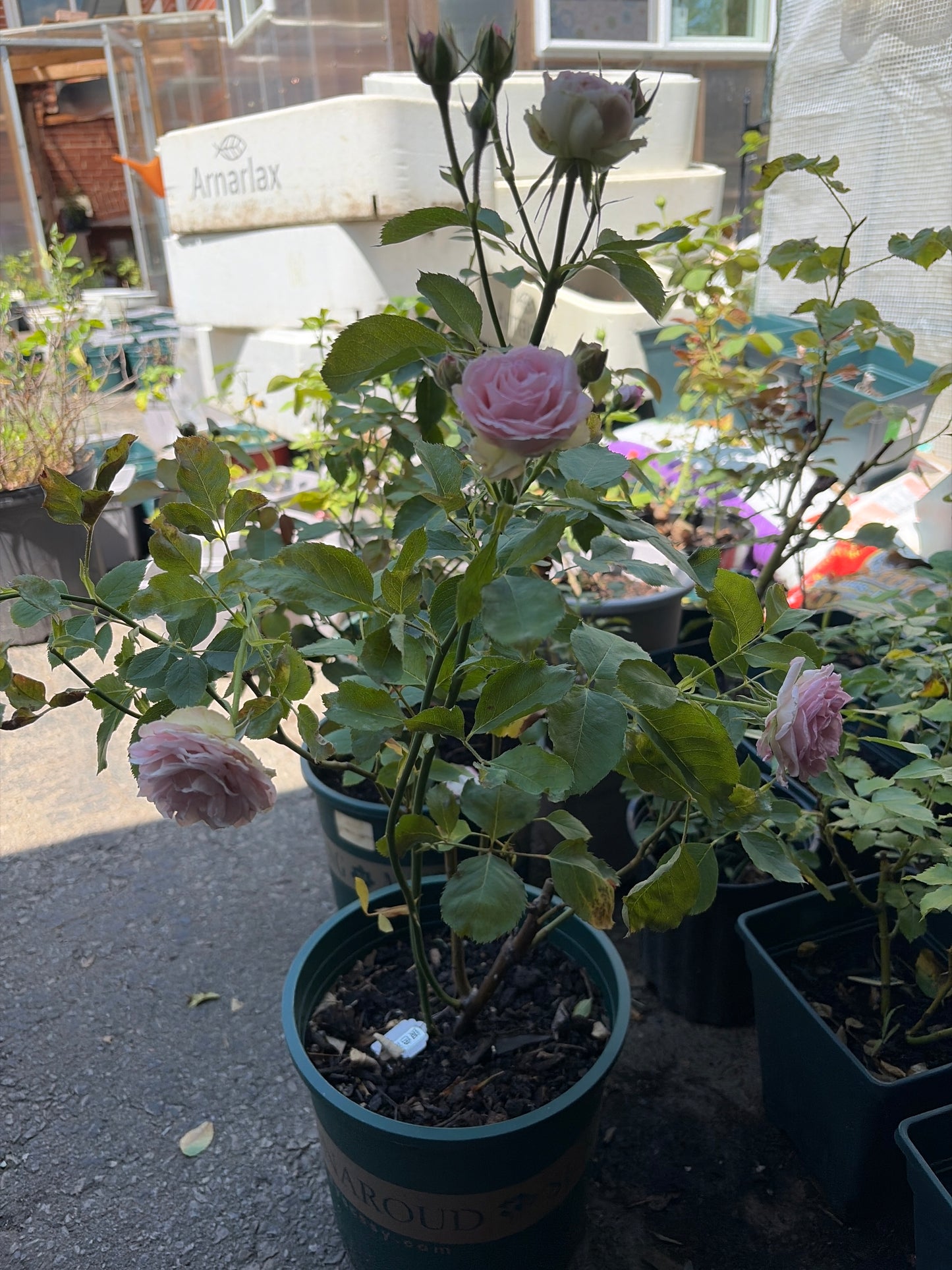 silver lace Dutch cutting rose