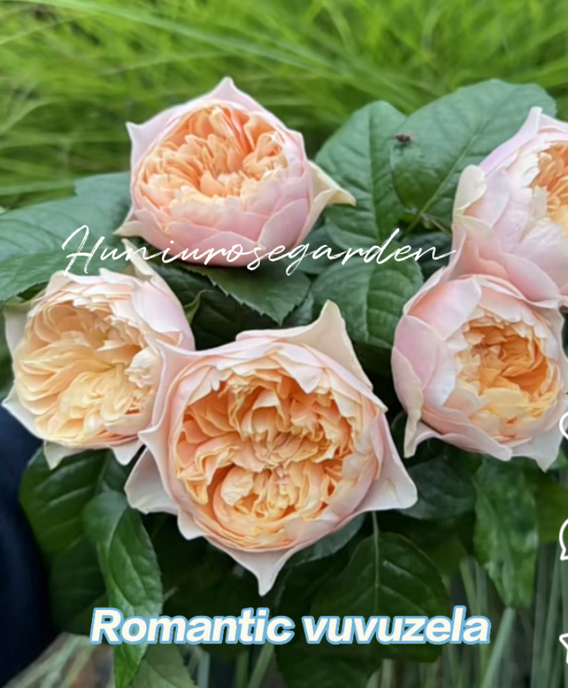 Romantic vuvuzela cutting rose