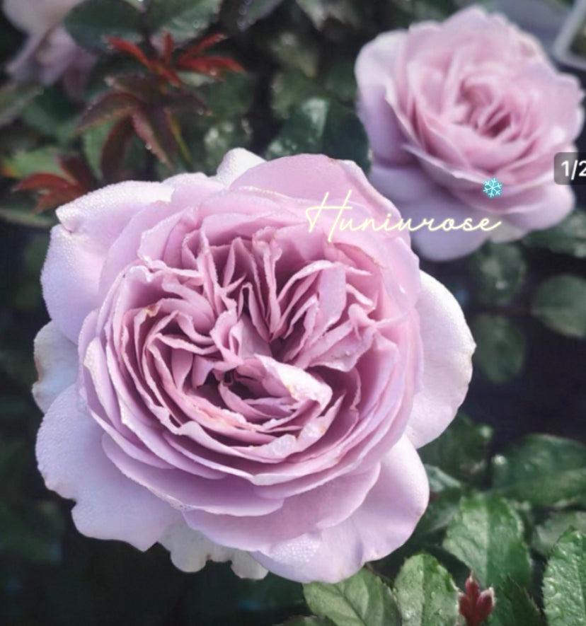 Japanese Charity Towa,Japanese rose