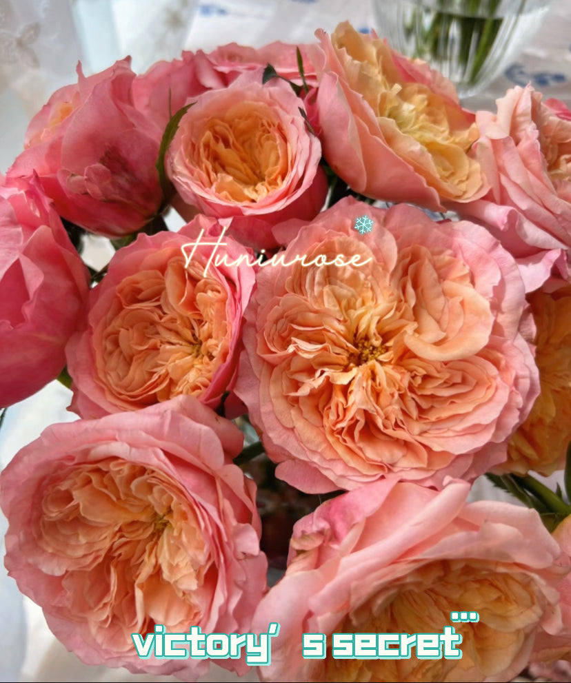 Victory’s secret cutting rose