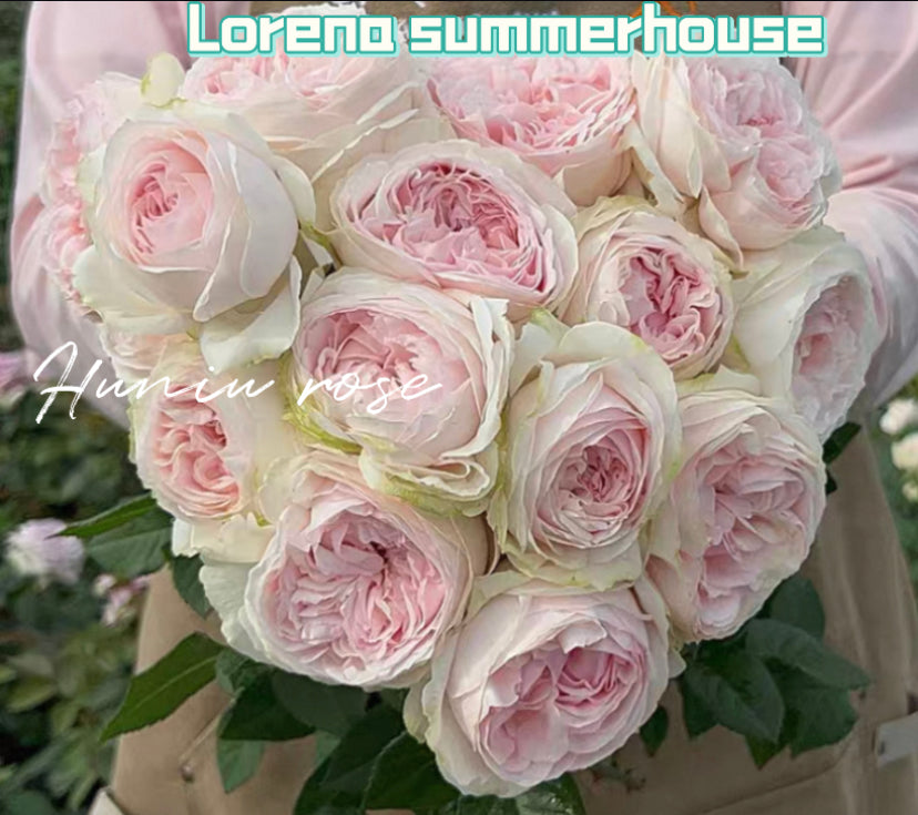 Lorena Summerhouse cutting rose