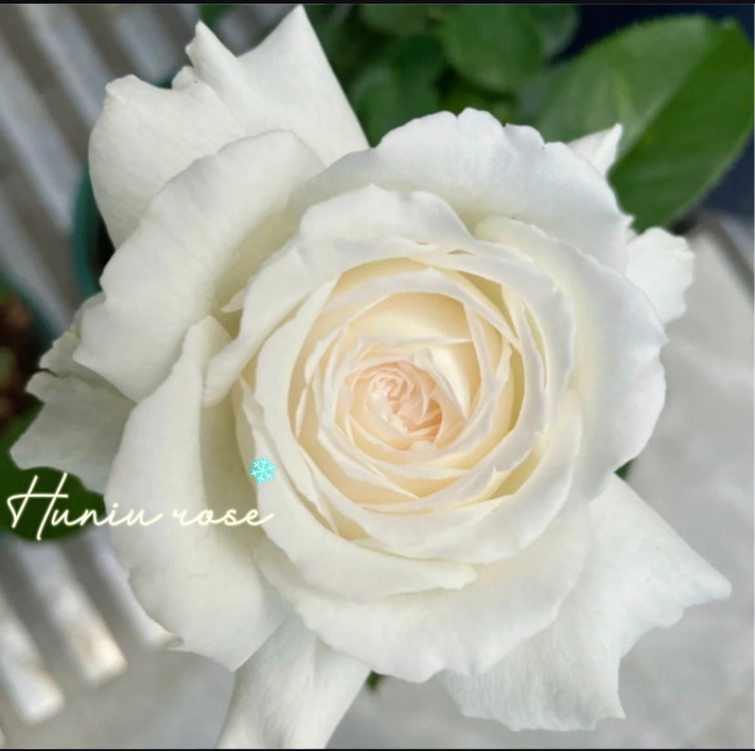 Pope John Paul II rose