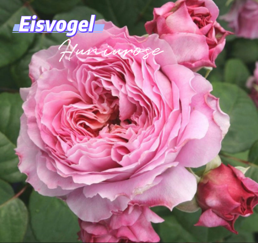 Germany Tantau Eisvogel rose