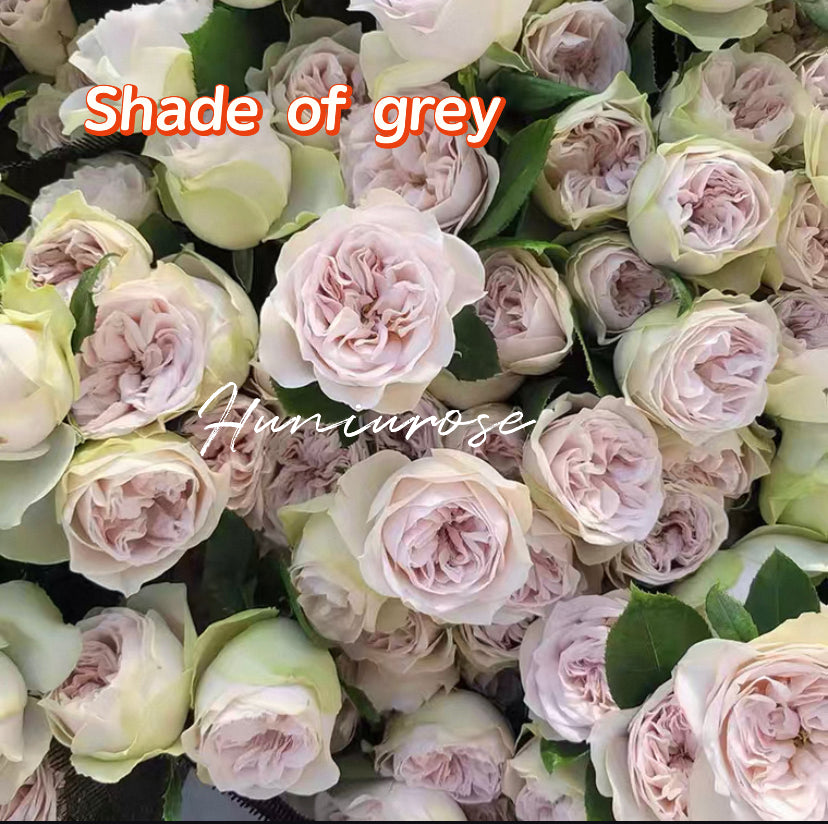 Cutting rose shade of grey