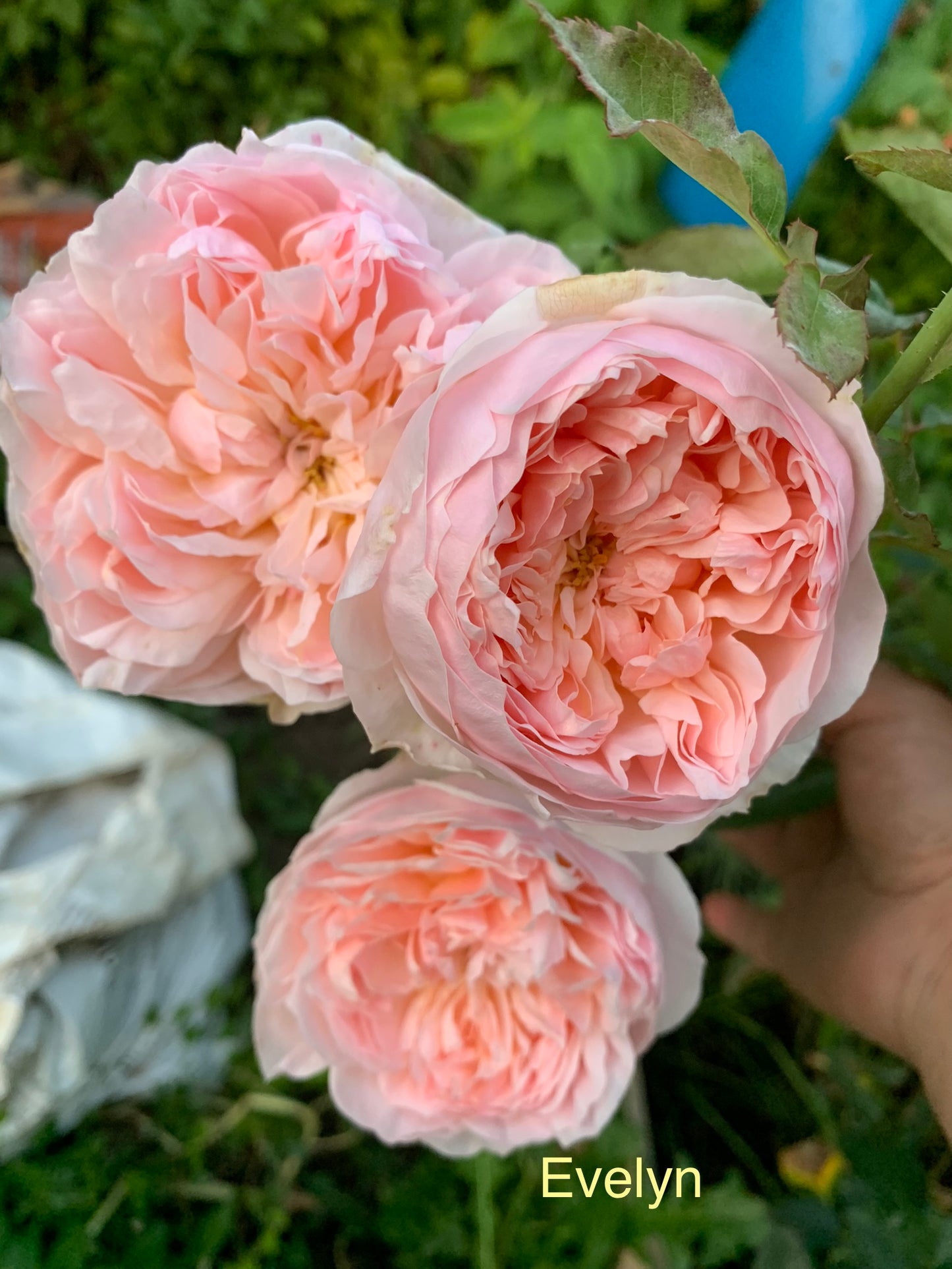 David Austin Rose Evelyn