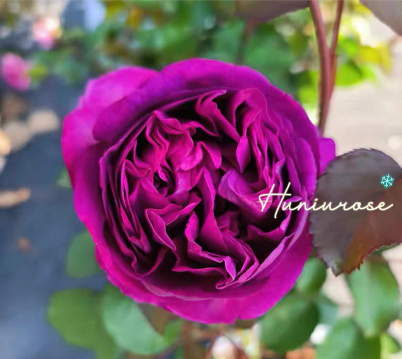 Chateau de Malntenon French strong fragrance
