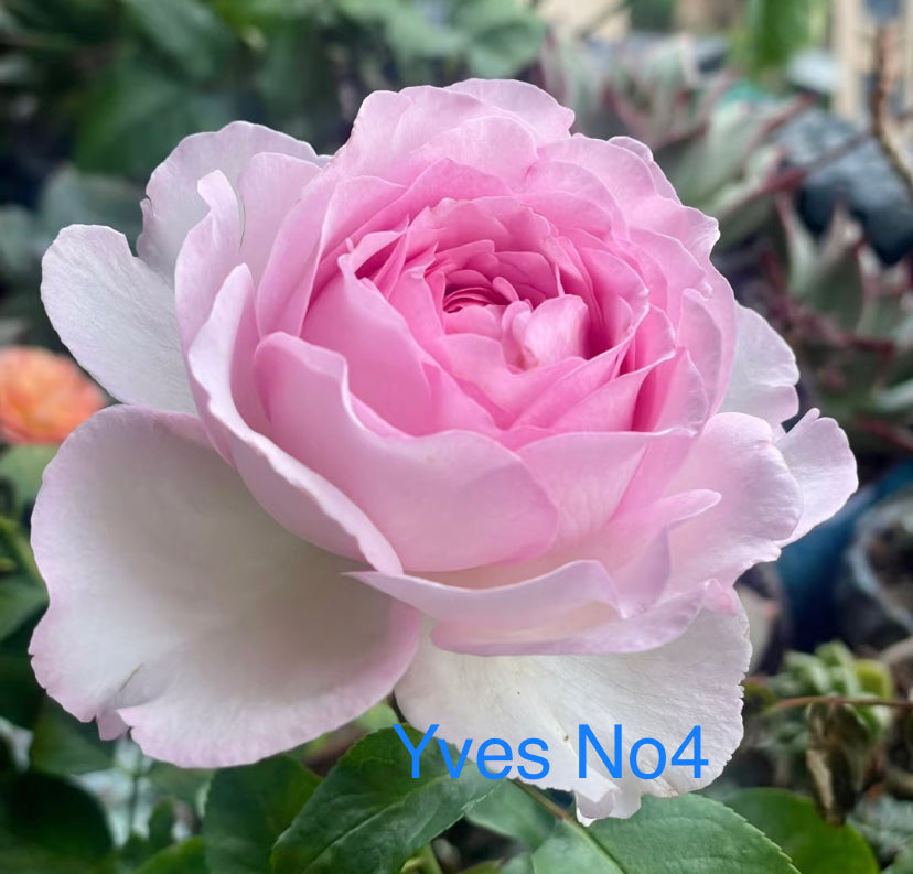 Yves No.4