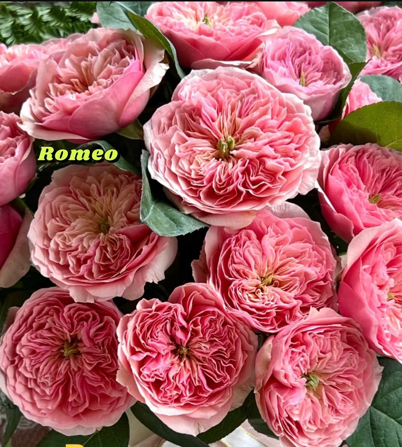 2023new rare rose Romeo( pink Juliet)
