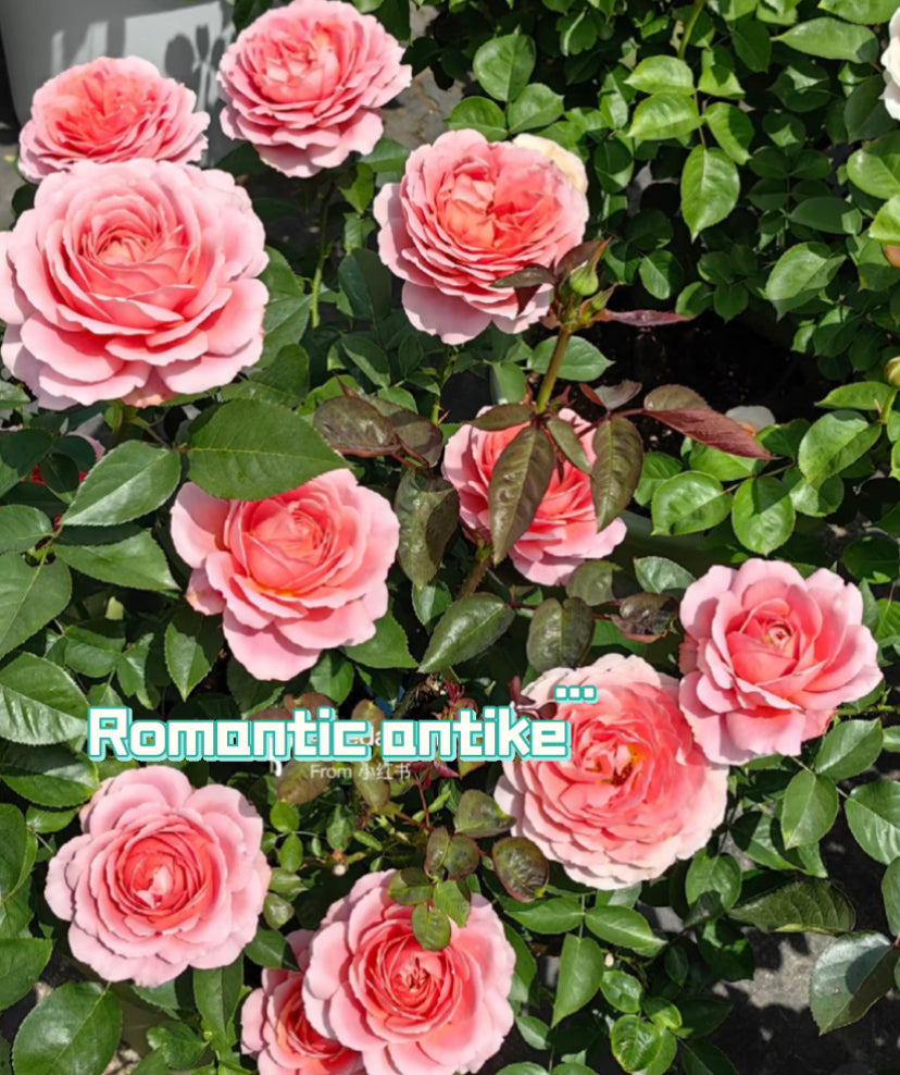 Romantic antike rose