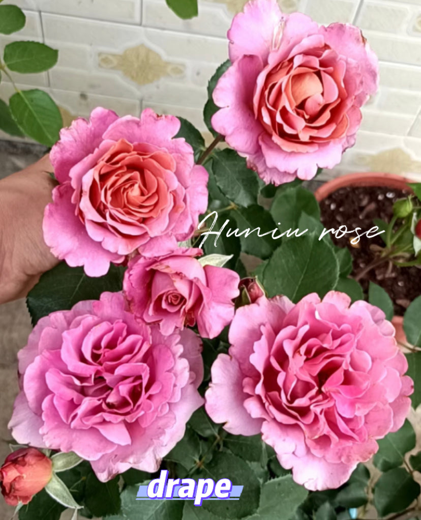 Drape Japanese rose