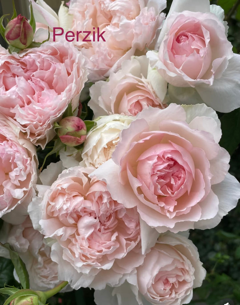 Japanese rose M-perzik