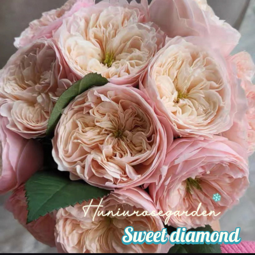 New!! cutting rose sweet diamond