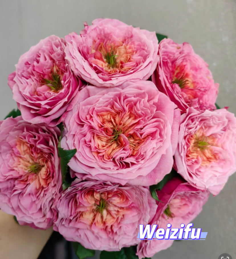 Japanese rare cuttings rose Weizifu