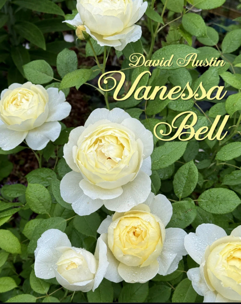 Vanessa bell David Austin rose small space