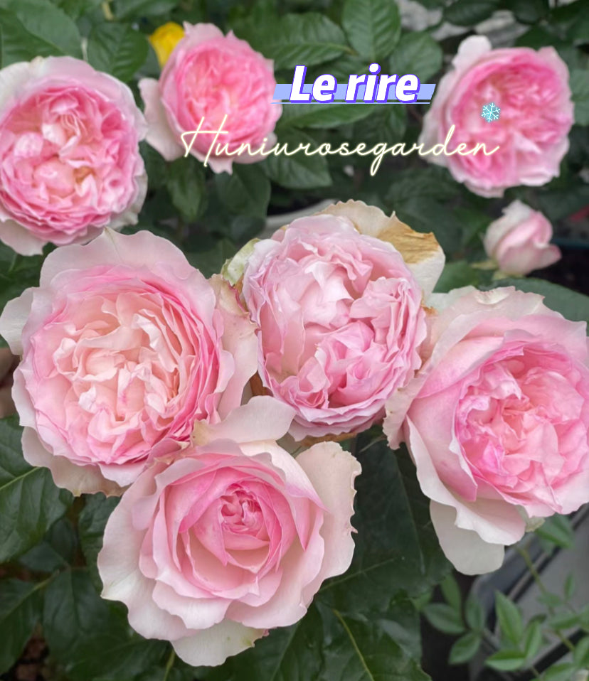 Le Rire Japanese rose strong fragrance